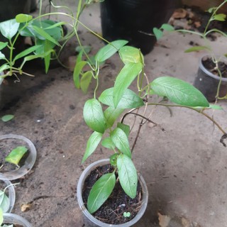 Cây rau mơ làm bánh (đơn từ 30k)