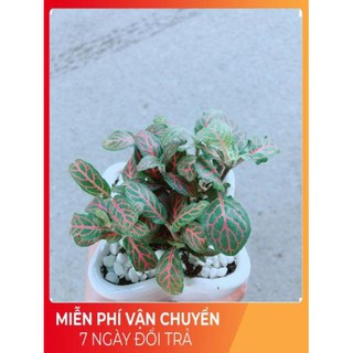Chậu Cẩm Nhung Đỏ (lá may mắn)