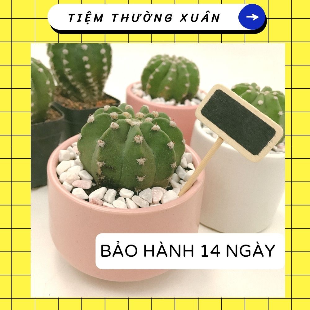 Xương rồng Echino trang trí bàn làm việc, nhà cửa, văn phòng