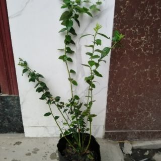 Cây việt quất tứ quý