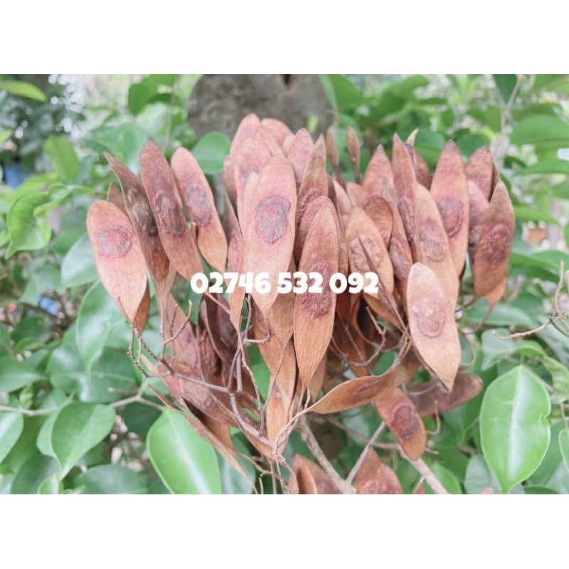 COMBO 100 HẠT GIỐNG GỖ SƯA ĐỎ  QUÝ