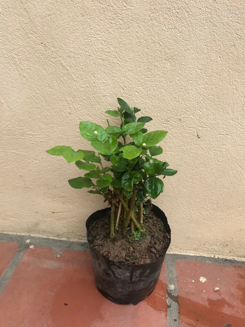 Cây hoa nhài kép thơm siêu hoa vào mùa đủ size từ 35-100k