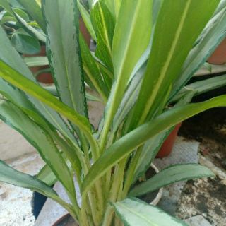 Cây Giữ Tiền