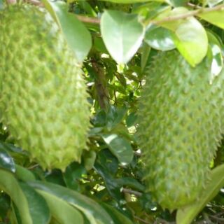 combo 2 Cây mãng cầu xiêm