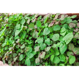 HẠT DỀN 3 MÀU ( Trộn 3 Loại Dền xanh - Dền đỏ - Dền Tiều) - GÓI 20 GRAM