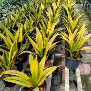 Cây 🌲 Lưỡi hổ Hoàng kim( giống mới)