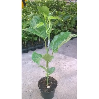 Combo 2 cây chanh leo tím - chanh dây