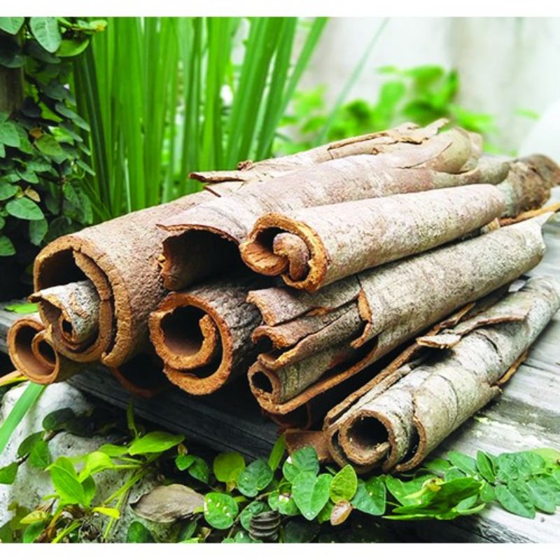 Quế thanh yên bái chưa cạo vỏ