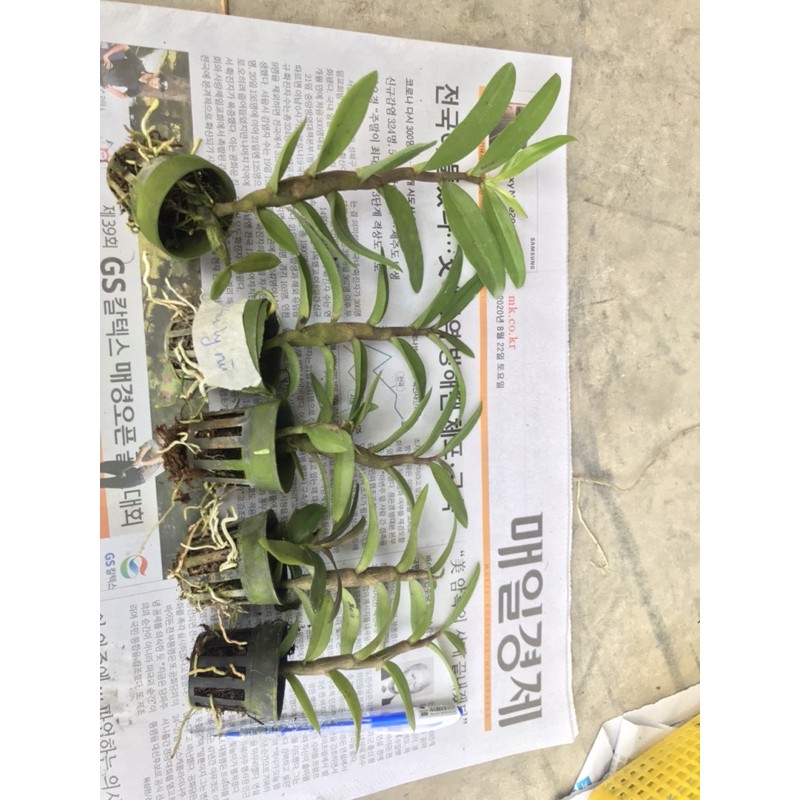 Phi điệp gieo hạt Nù Taly cây giống