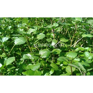 HẠT GIỐNG XÀ LÁCH XOONG