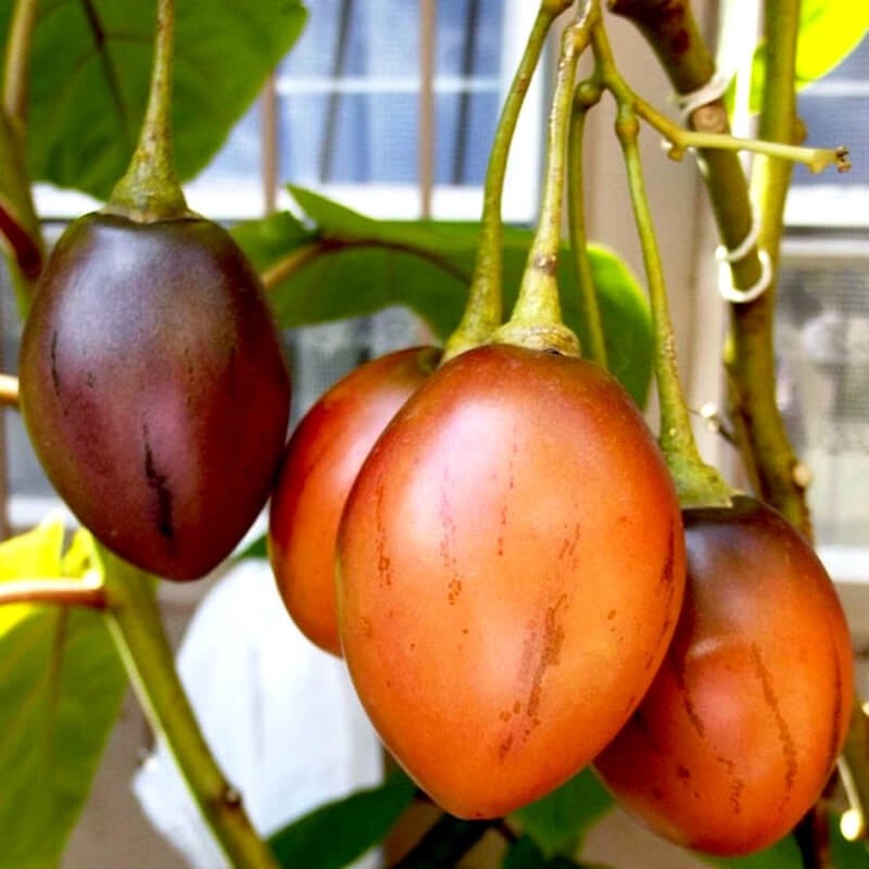 Hạt giống cà chua thân gỗ Tamarillo - 1 gói 10 hạt/kemf3 viên nén xơ dừa ươm hạt
