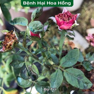 Combo Chế Phẩm Sinh Học trị bệnh cho hoa