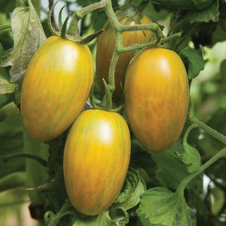 Hạt giống cà chua trái cây