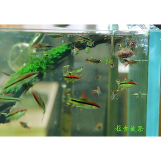 Ly Đựng Trùng Chỉ Cho Cá Ăn
