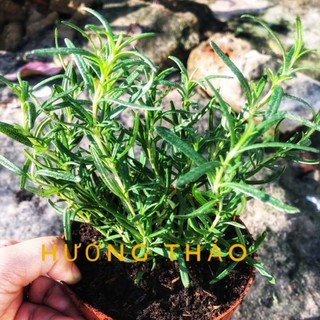 Hạt giống hương thảo