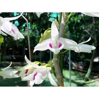Phong lan phi điệp 5ct cánh trắng phú thọ gieo hạt+ 700g phân thỏ hữu cơ