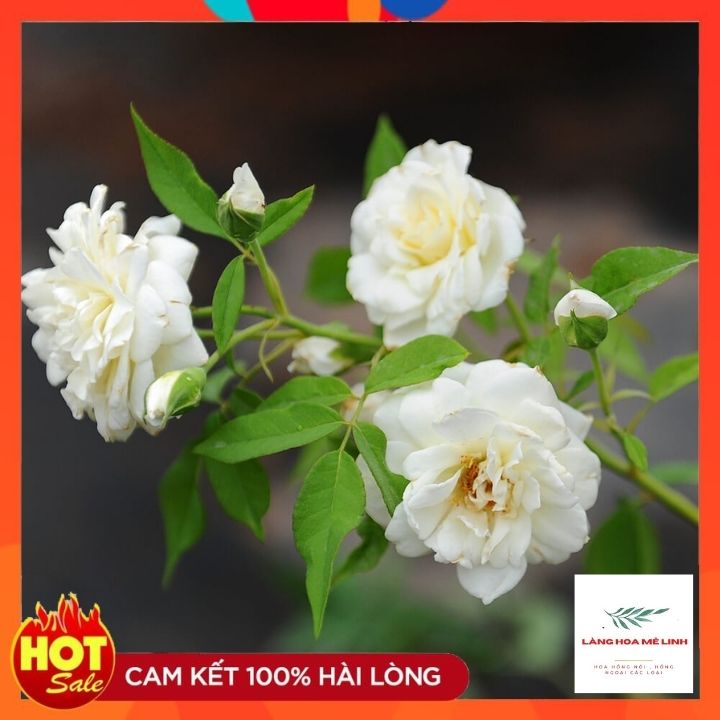 Hồng Bạch trà – hoa hồng Việt đơm bông quanh năm được ưa chuộng, cây bạch trà có vẻ đẹp tinh khôi.