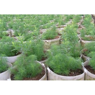5gr - HẠT GIỐNG RAU THÌ LÀ