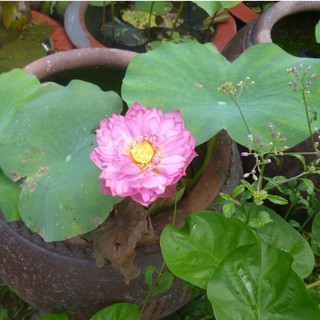 20 Hạt giống hoa sen bách diệp 10 màu