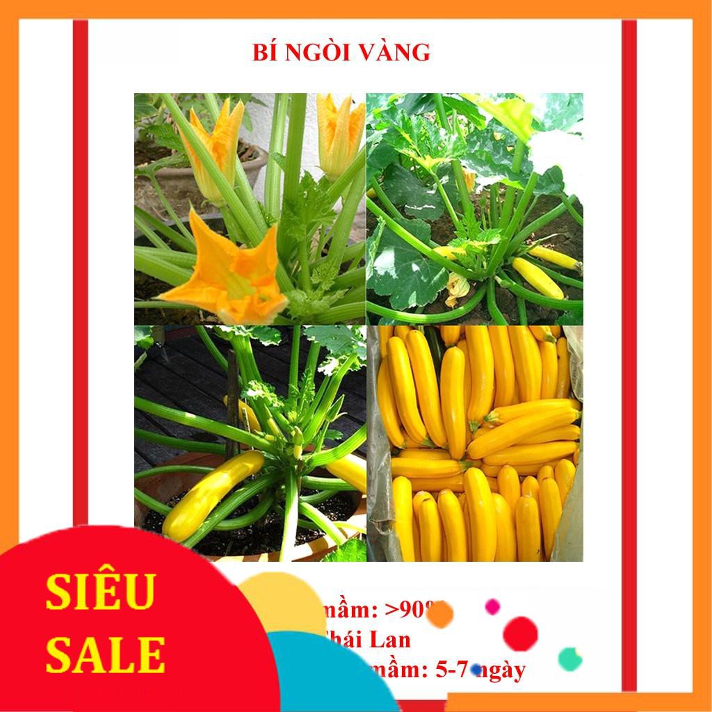 hạt giống bí ngòi vàng 15 hạt TẾT KHUYẾN MẠI