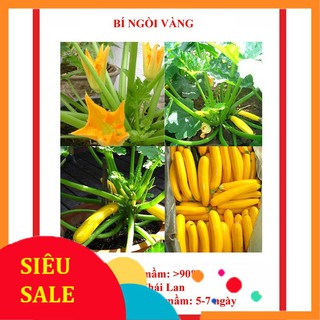 hạt giống bí ngòi vàng 15 hạt  TẾT KHUYẾN MẠI