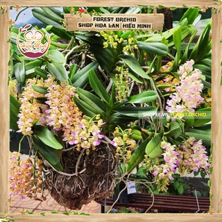 Lan đột biến Hoàng Nhạn Thơm, Cây Hoa Lan Giống Rừng Tây Bắc, Phong Lan Giá Rẻ, phi điệp 5 cánh trắng tím