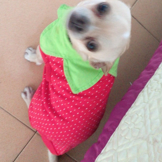 Áo quả dâu cho cún