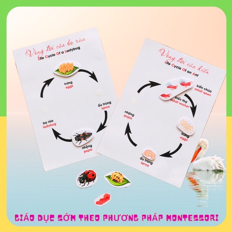 Học liệu 15 VÒNG ĐỜI người, động thực vật - Học liệu montessori