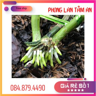 Bio Root 0-1-1 Thuốc kích rễ lan