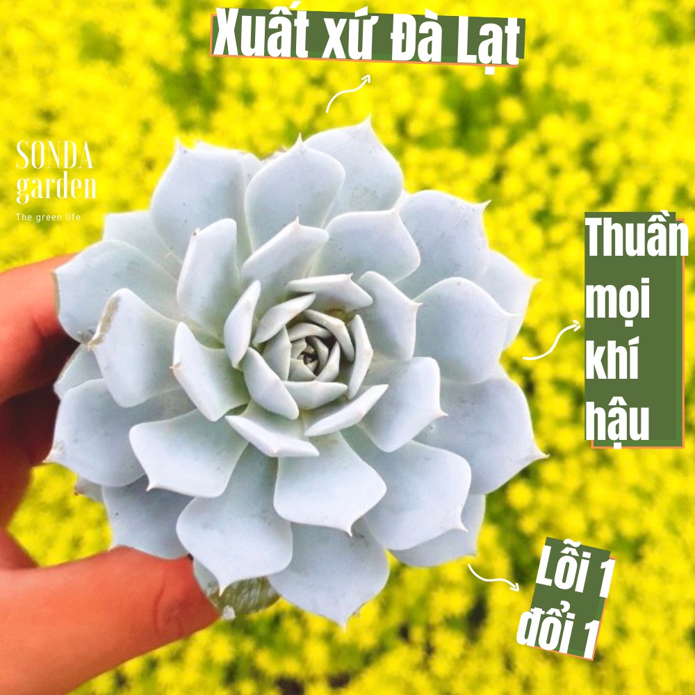 Sen đá ngọc trinh SONDA GARDEN size bé 5-8cm, cây cảnh trang trí nhà cửa, lỗi 1 đổi 1