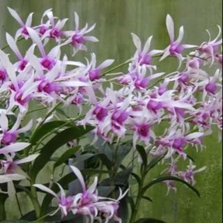 Denro nắng alba giống