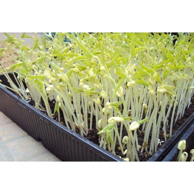 Hạt Giống Mầm Giá Đậu Xanh, Mầm Giá Đỗ 50gr