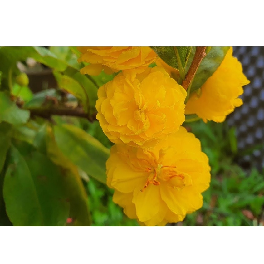 Cây mai cúc hoa hồng