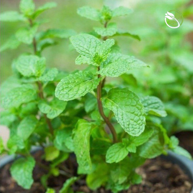 Hạt Giống Bạc Hà Âu  PN-800 Phú Nông - Gói 0.2g - Menth Piperita