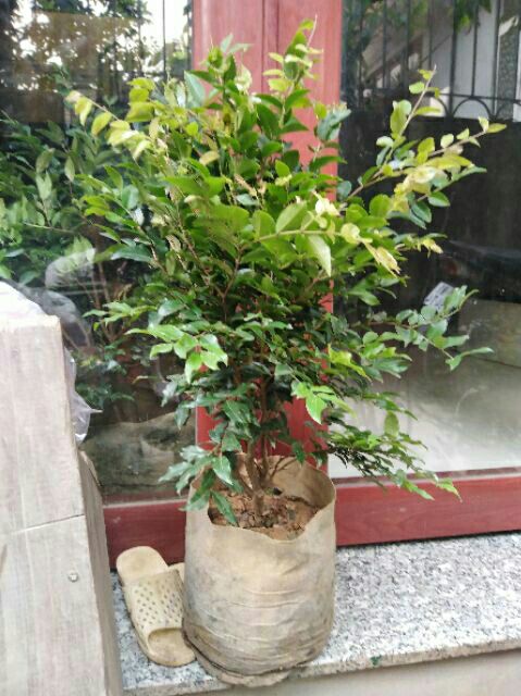 Cây nho thân gỗ thường loại nhớ cao 60-70cm