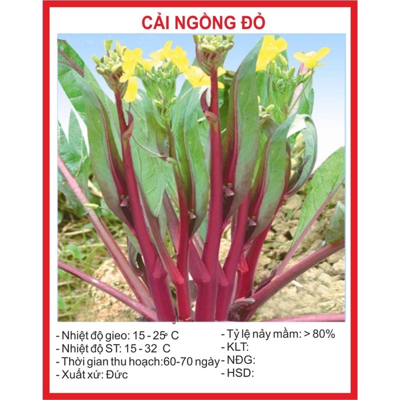 Hạt giống Cải Ngồng Đỏ 5gr