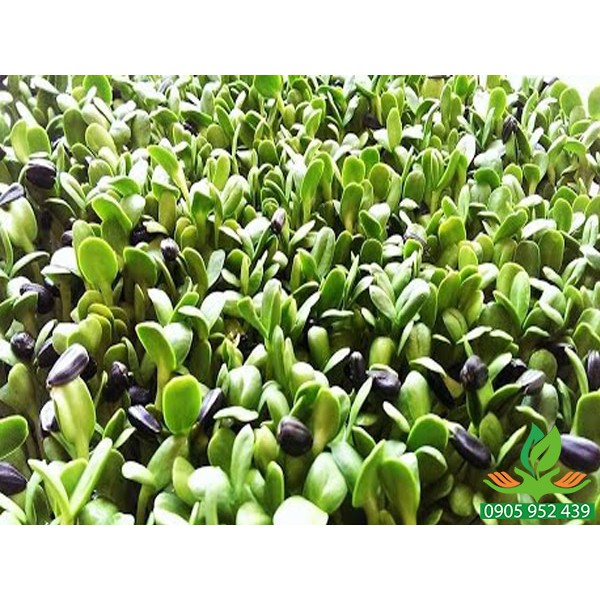 hạt giống mầm hướng dương