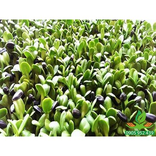 hạt giống mầm hướng dương