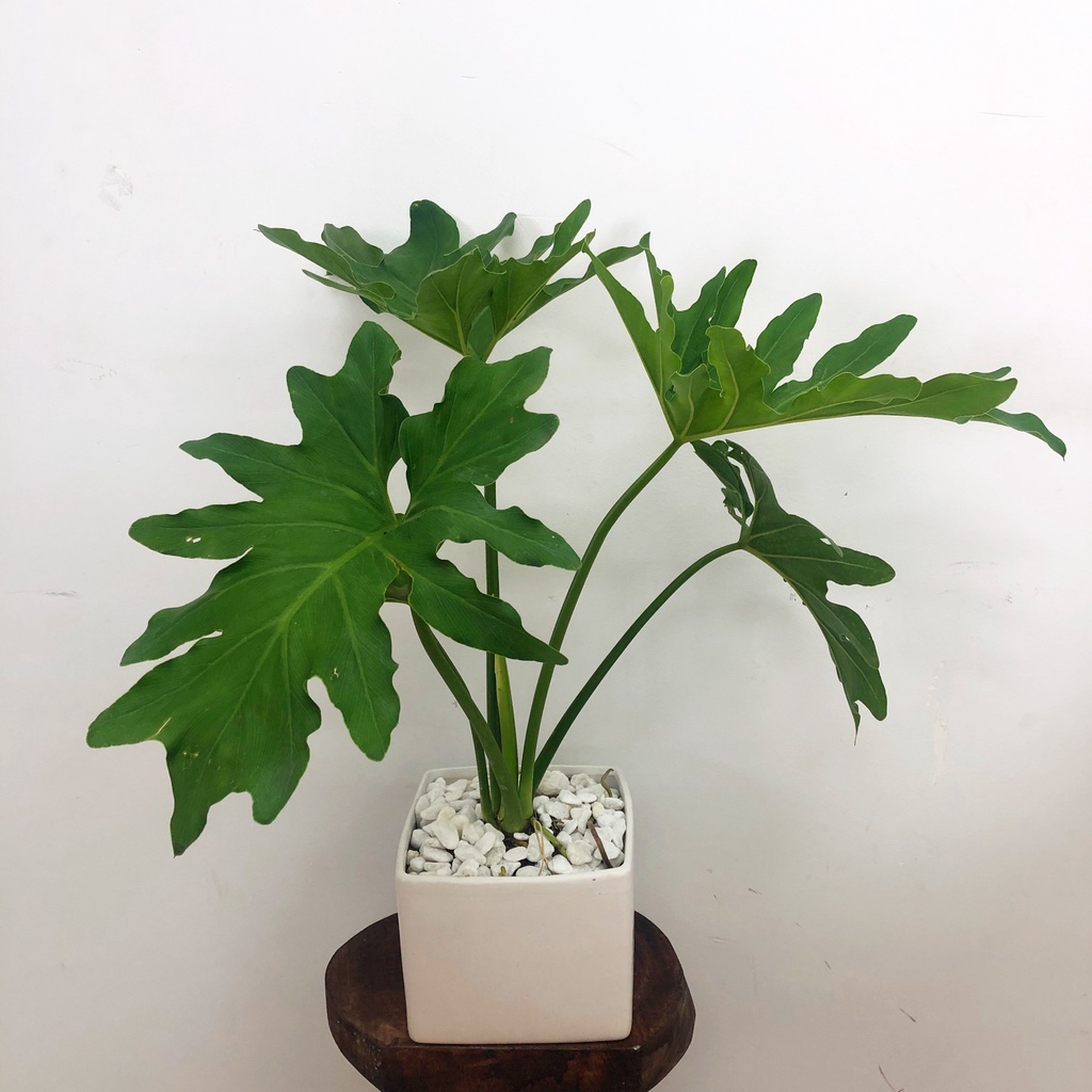 CÂY TRẦU BÀ THANH XUÂN , cây cảnh phong thủy, trồng trong nhà trang trí nội thất văn phòng