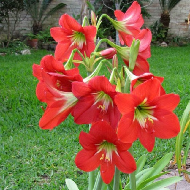 Củ hoa lan huệ màu đỏ