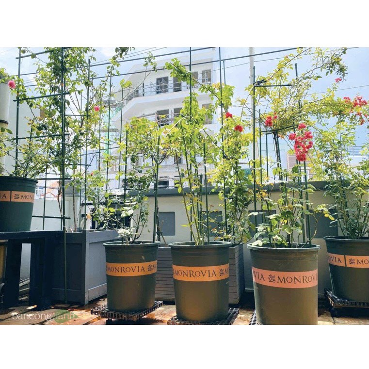 ẢNH THẬT- Chậu trồng hoa hồng Monrovia đẹp đủ size 1GL-1,5GL-2Gl-3Gl-5GL