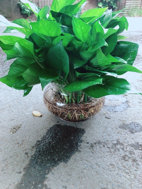 Trầu Bà Thái Trồng Thuỷ Sinh Size Đại