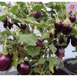 Hạt giống Cà Tím Tròn (Cà Bát Tím) Thái Lan 0.5gr