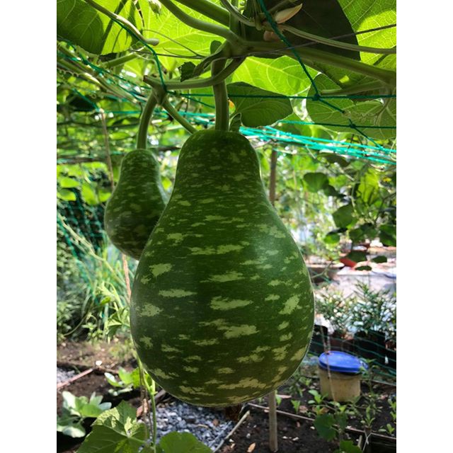 Gói 5 hạt giống bầu sao Đài Loan Yongfang-  tỷ lệ nảy mầm 95%