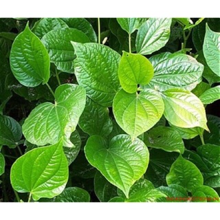 Cây giống lá lốt ( lá lốp)  - bầu 3 cây
