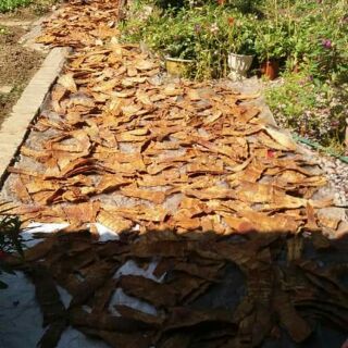 Combo Măng lưỡi lợn và măng nứa, măng rối
