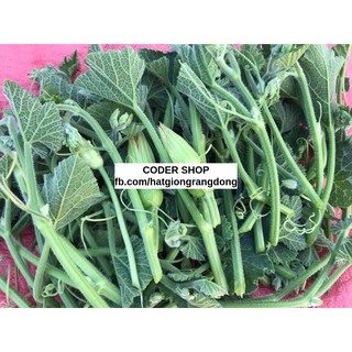 Hạt Giống Bí Siêu Ngọn Rạng Đông 20Gram