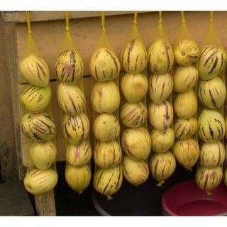 25 Hạt Hạt Giống Dưa Pepino (Solanum muricatum)