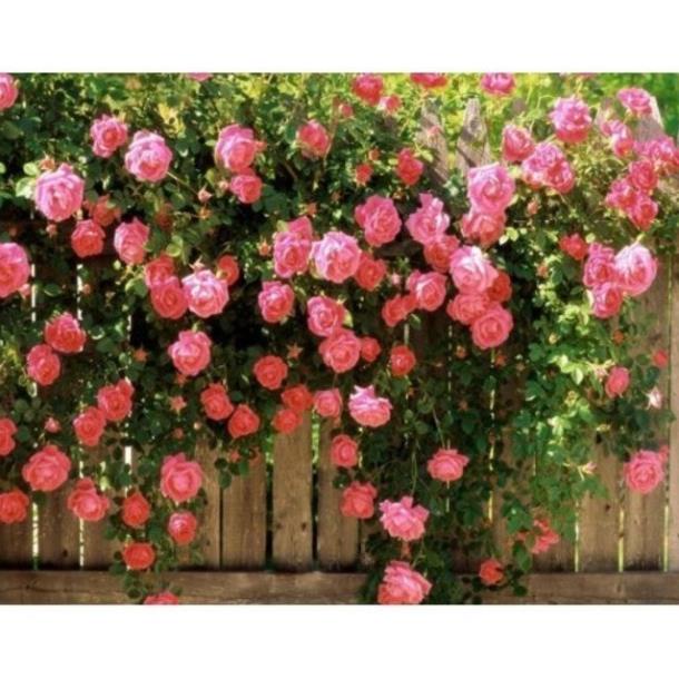 Hạt giống hoa Hồng leo Pháp Nhiều màu TẶNG 1 phân bón 20H - HẠT GIỐNG HOA HỒNG LEO PHÁP  KHUYẾN MẠI TẾT