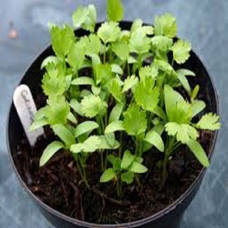 Hạt giống ngò rí - Hạt giống ngò mùi